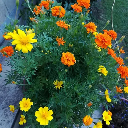 Viacolvento